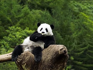 Chilled panda