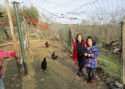 Hens on the Farm